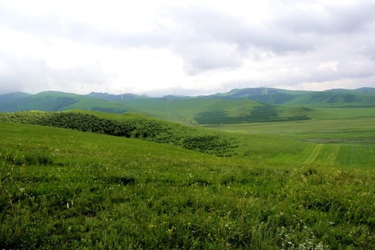 張北大草原