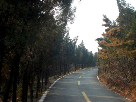 林間道路