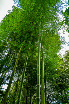 竹林
