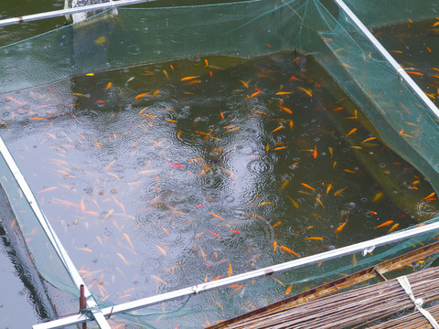 網(wǎng)箱養(yǎng)魚 金魚育苗