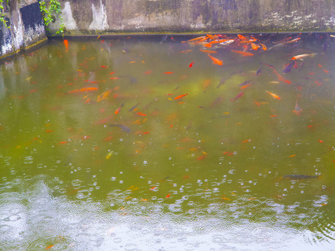 魚塘 魚池 金魚
