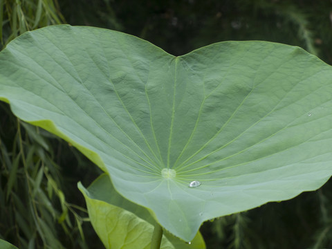 荷花葉