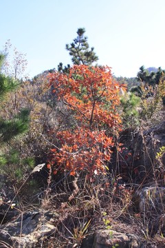 紅樹葉
