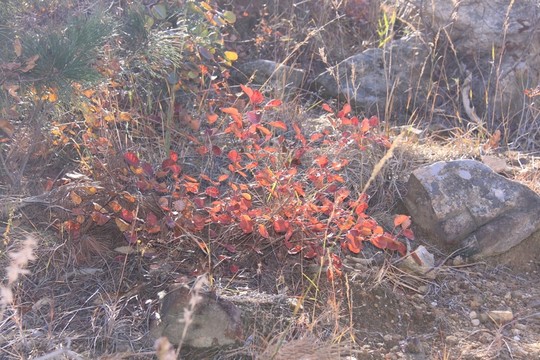 大山秋景 山上紅葉