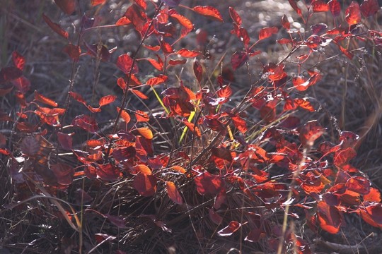逆光紅葉  大山紅葉
