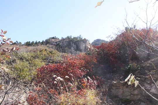 紅葉 山上紅葉 樹葉