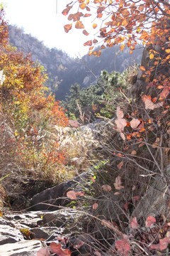 大山秋景 秋天樹葉