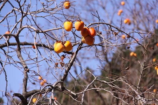 柿子樹