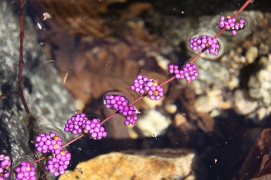 紫色 果實 野果
