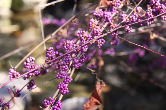 野果 紫色