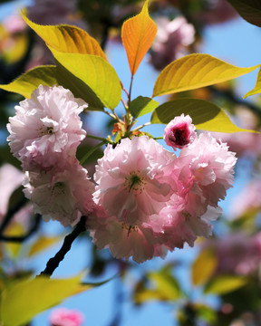 櫻花