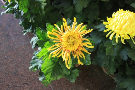 菊花