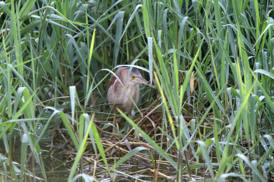 黃葦鳽