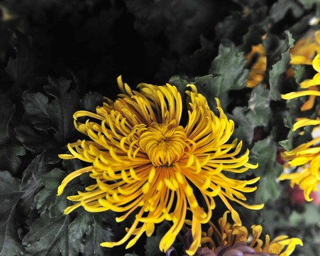 高清菊花