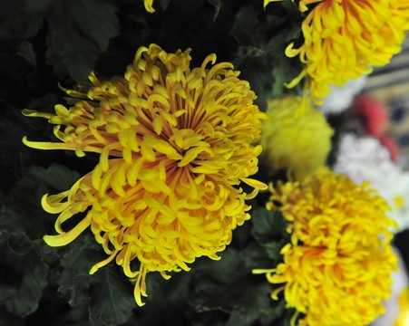 高清菊花