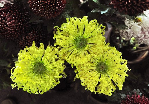 菊花