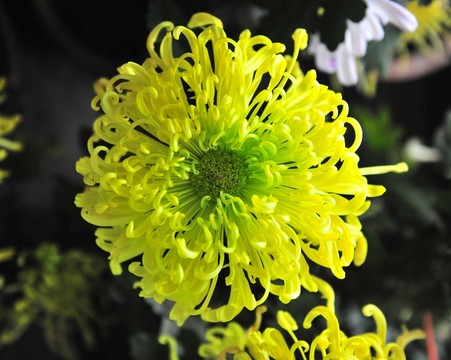 高清菊花