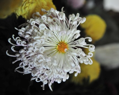 菊