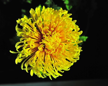 菊花 秋菊