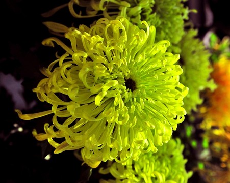黃菊
