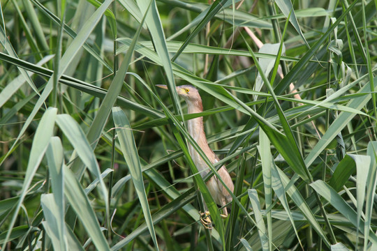 黃葦鳽