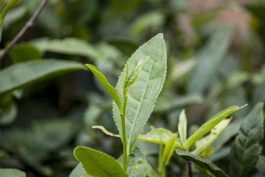 茶葉