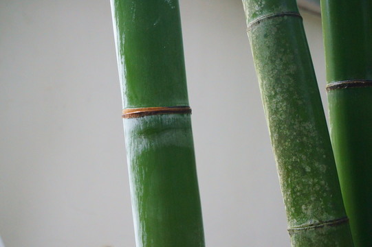 竹