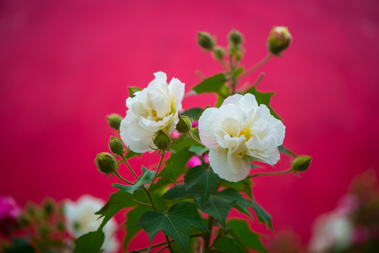 芙蓉花特寫(xiě)