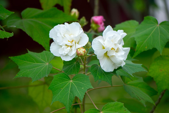 芙蓉花特寫(xiě)