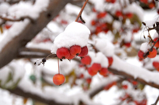 海棠果與白雪