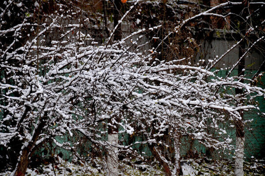 一夜大雪 一樹花開
