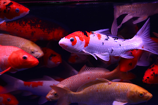 觀賞魚 錦鯉