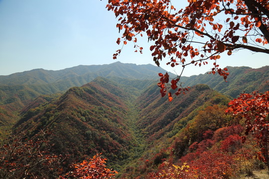 紅葉