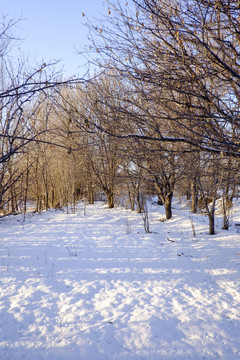 雪景
