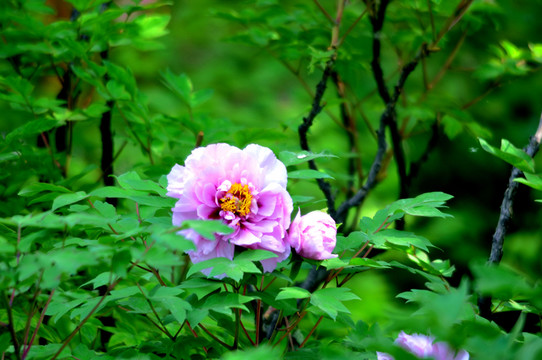 粉色牡丹花