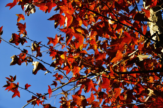 紅葉