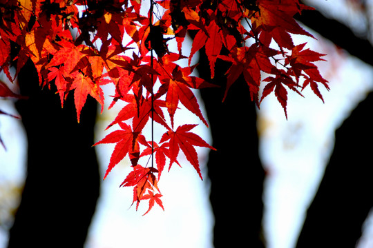 紅楓