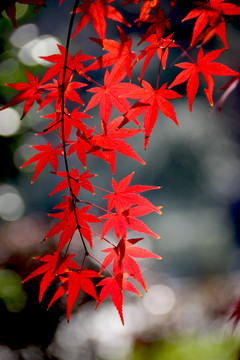 紅葉