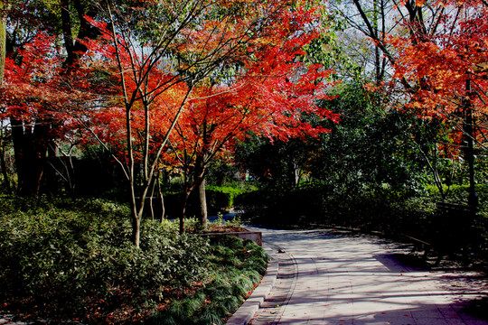 公園秋景