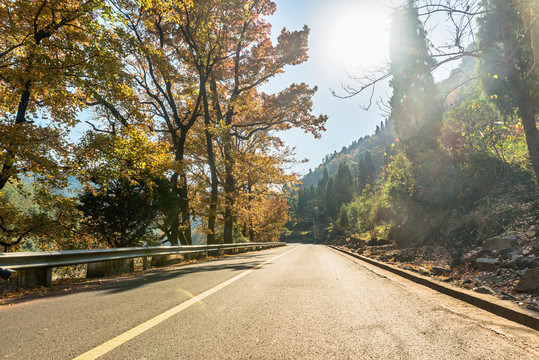 楓樹 道路