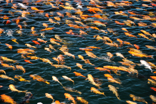 一群金魚