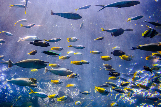 熱帶魚(yú)群