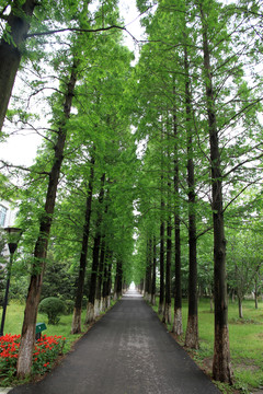 林間小路