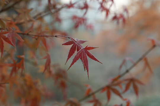 霜葉紅于二月花