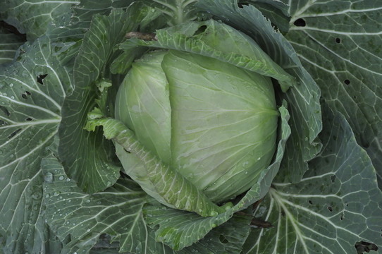 包菜