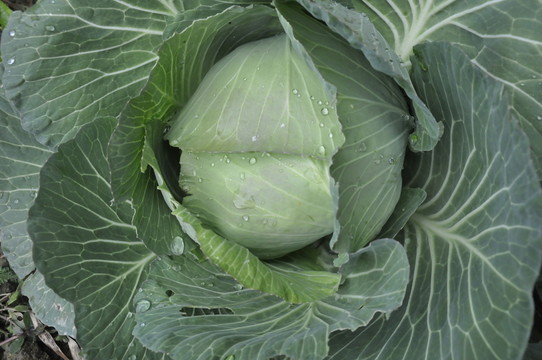 農(nóng)家包菜