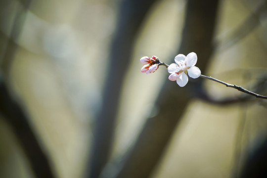 早桃花