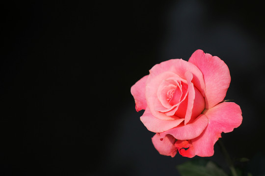 月季花開放