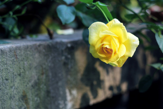 黃色月季花
