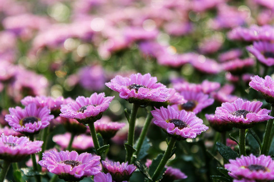 紫色菊花